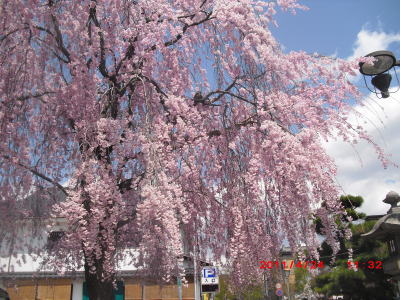 大門の枝垂桜.jpg