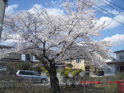 住宅街の公園の桜.jpg