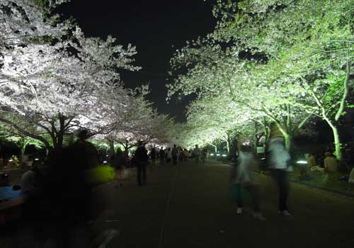 万博公園の桜祭り