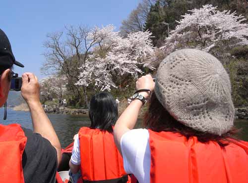 琵琶湖でお花見