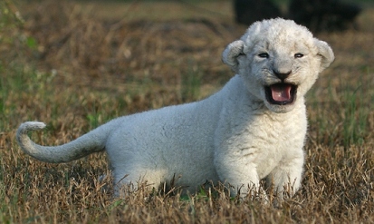 アシャンティ３