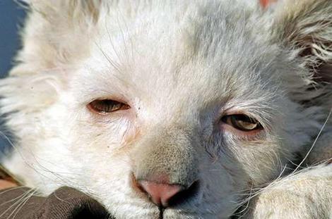 アシャンティ４