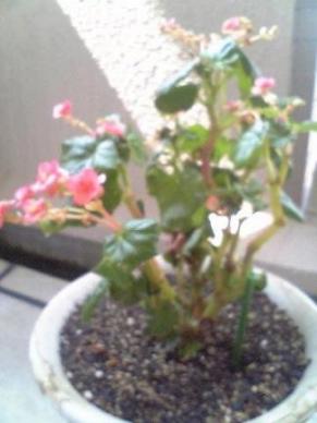 ４ヵ月後～ベゴニア