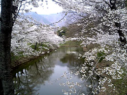 上田城の桜