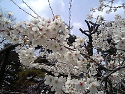 上田城の桜
