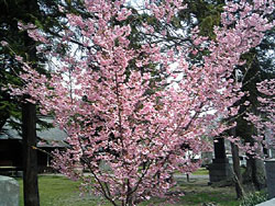 上田城の桜