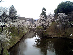 上田城の桜
