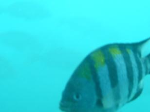 展望塔から見たさかな