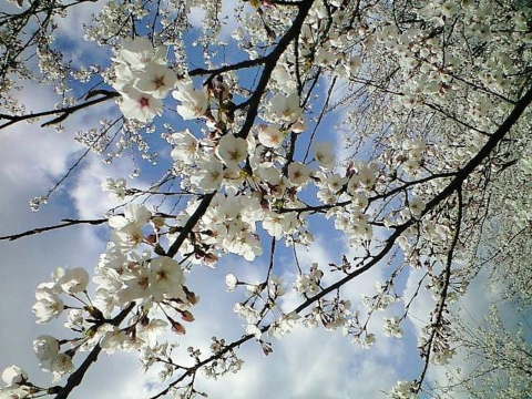 青い空＆桜