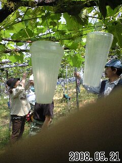 左が今回の容器･･･房が育ってるから大きなものが必要です。