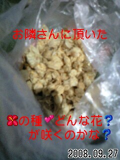 どんな花が咲くんだろう？今蒔いて良いのよね？