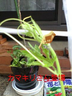 カマキリ君も待機