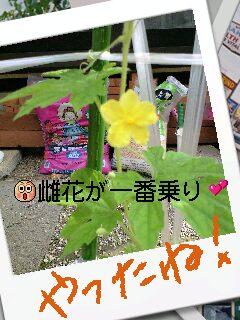 雌花が一番乗り～