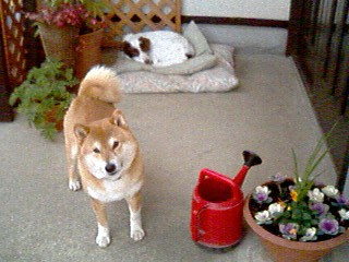 走り回ったマロン＆コウタ･･･逆転だね！