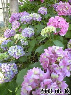 綺麗な紫陽花～