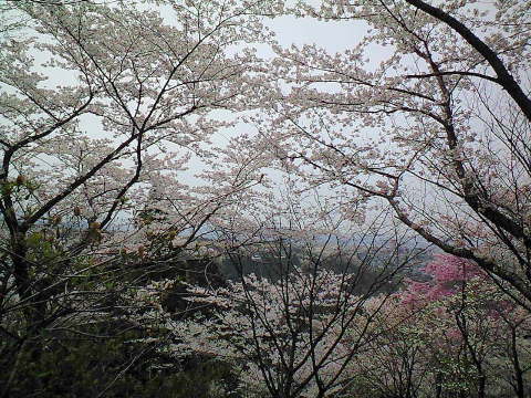 山の上から桜を眺める