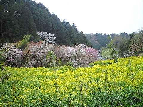 菜の花＆桜