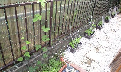 早く！花を咲かせてください。