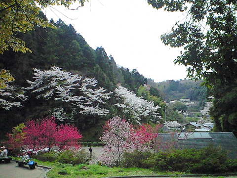 色とりどりの桜