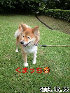 犬見知りせずお友達が多いクマッチ