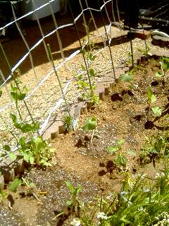 花から、野菜へ切り替えしたよ