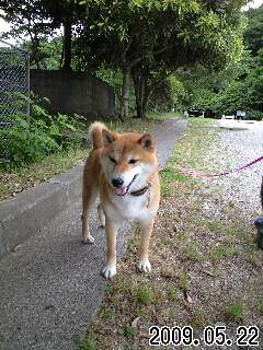 僕は、柴犬です