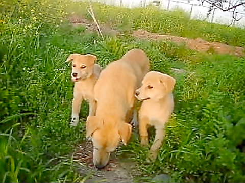 マロンの家族１