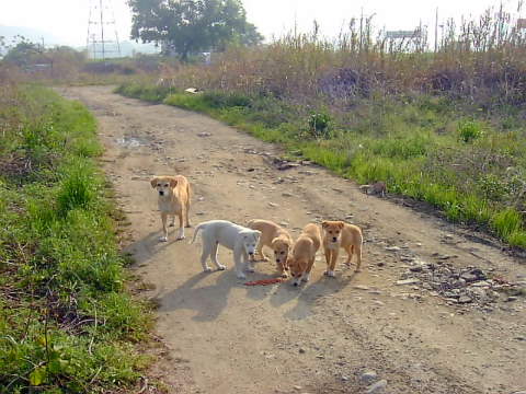 マロンの姉妹２