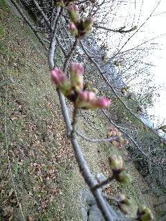 桜の花が膨らんできたよ