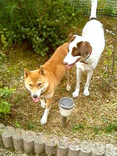 マロンと居候犬