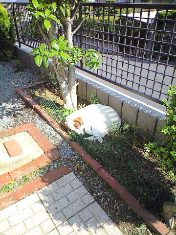 花壇の中が、お気に入り