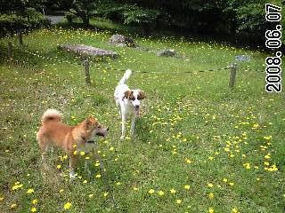 満足の様子の愛犬達