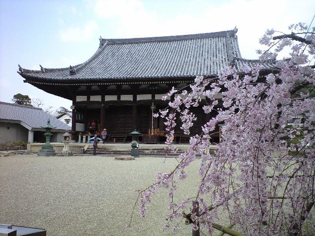 枝垂桜