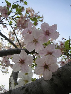 IMG_0131.jpg