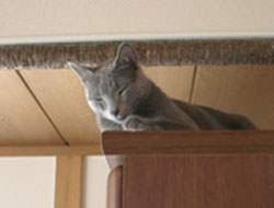 200507292
