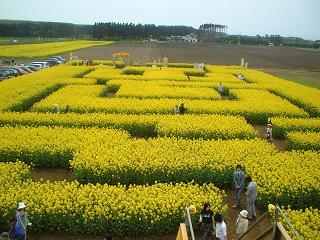 横浜・菜の花フェステイバル２００６＜迷路＞