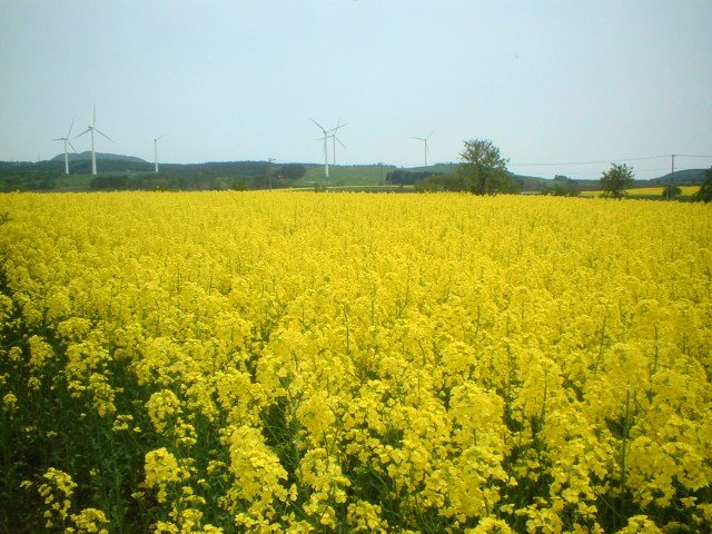 横浜・菜の花フェステイバル２００６＜花畑＞