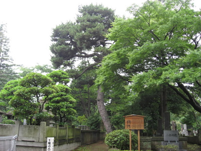 お鷹部屋松