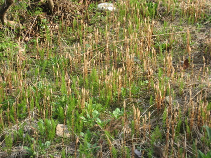 角館080423八津つくし