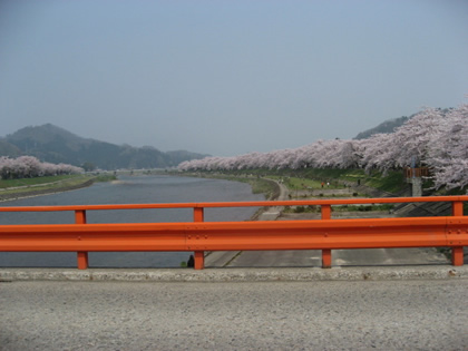 角館080423桜