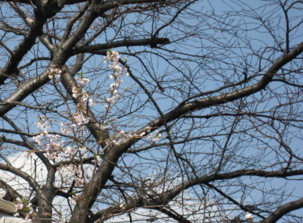 焼けた桜