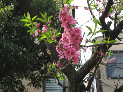 桜＠本納寺八重