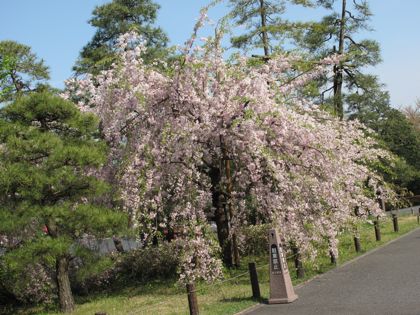 桜＠国立劇場