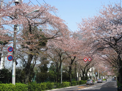 桜トンネル＠新青梅街道