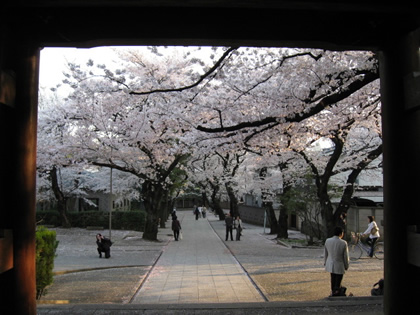 桜＠法明寺参道