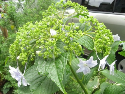 墨田の花火