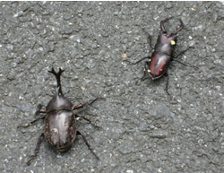 カブトとクワガタ