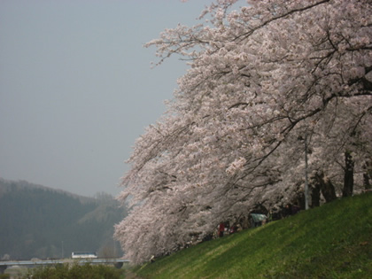 角館080423桜１