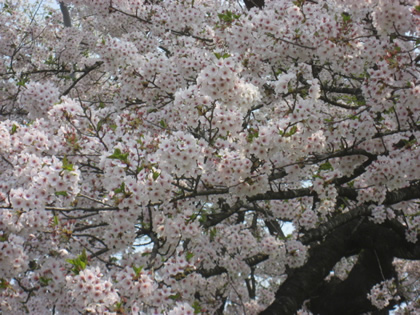 角館080423桜２