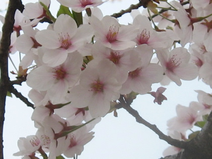 角館080423桜３